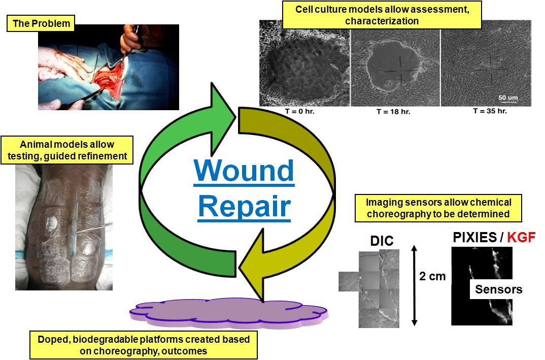 wound_repair