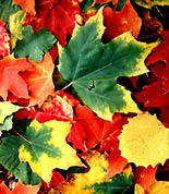 fall leaves