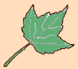 green leaf