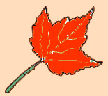 red leaf