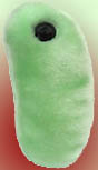 orthomyoxvirus plush toy