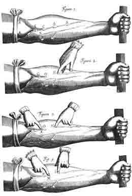 Harvey's venous valves