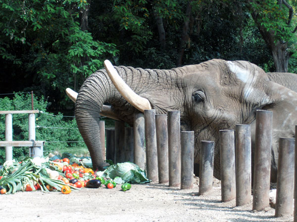 Elephant at Ramat Gan's Safari eating the fruits of Israel. Photo by Irus Braverman