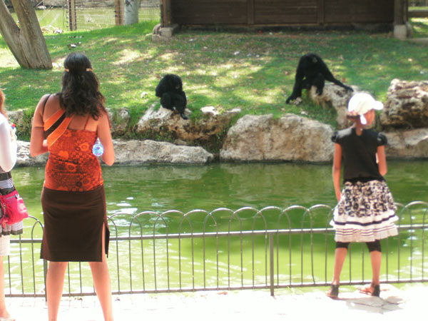 Zoogoers watching primate exhibit, seperated by moat, The Biblical Zoo, Jerusalem. Photo by Irus Braverman