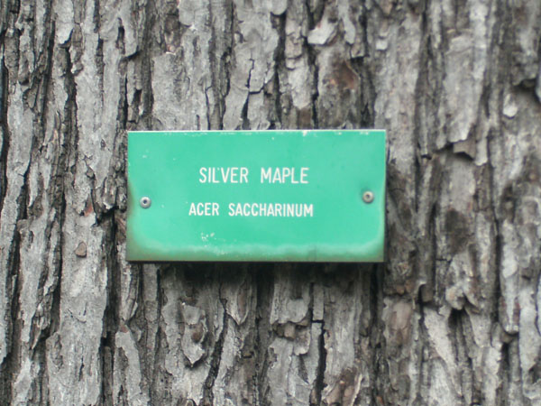 Scientific classification and naming of trees at the zoo. Photo by Irus Braverman