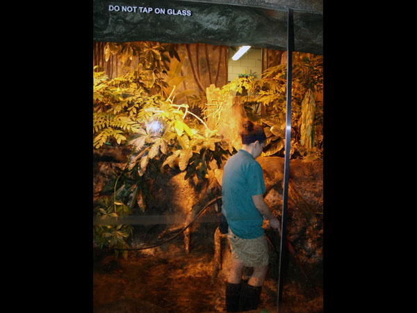 Zoo employee cleaning Rainforest Falls Exhibit with view of holding area. Courtesy of Joseph Holler