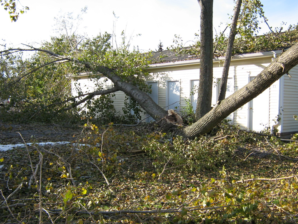 Only one of three limbs still standing