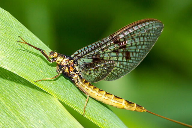 Mayfly