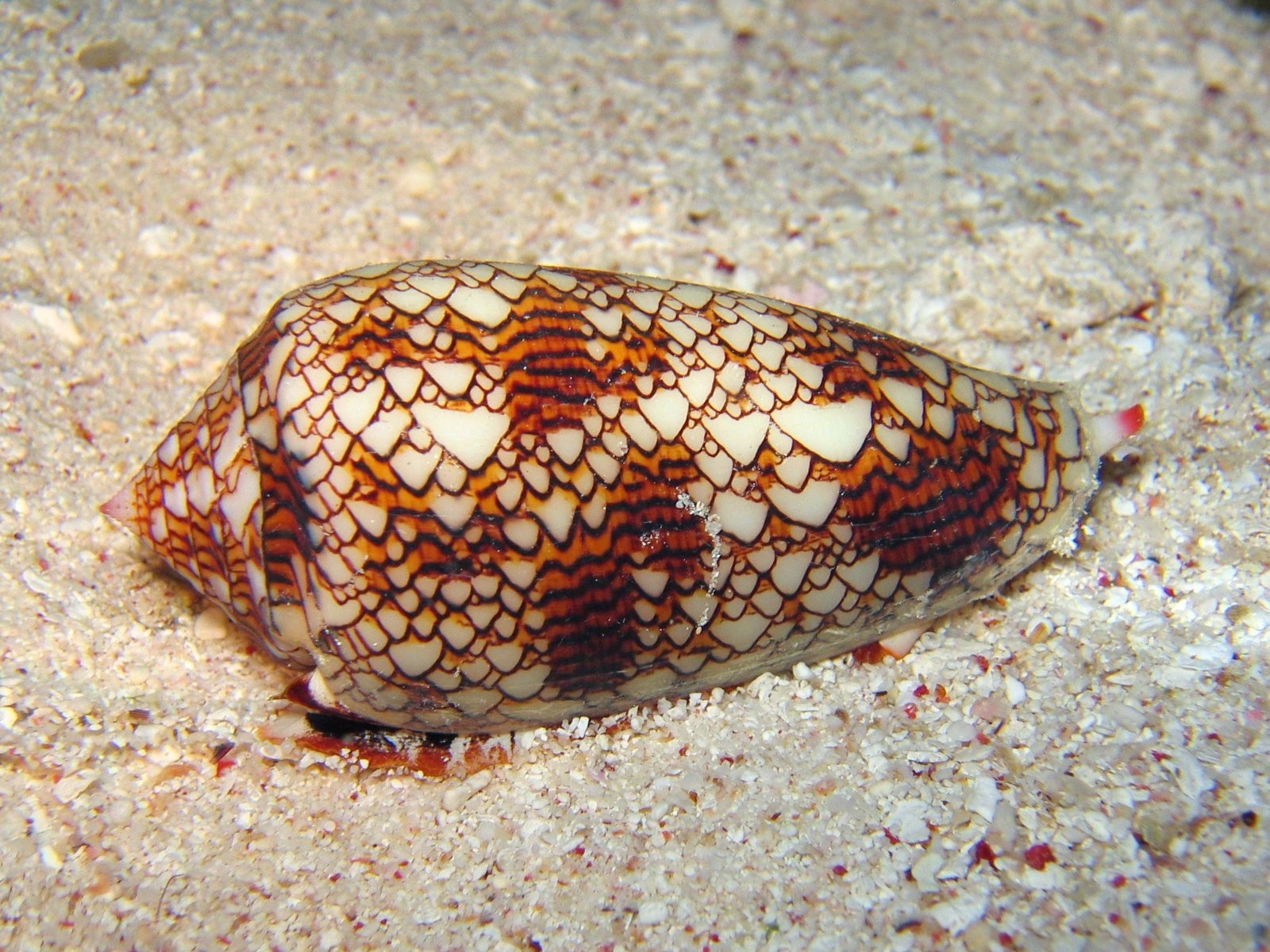 By Photographer: Richard Ling (richard@research.canon.com.au) - Location: Cod Hole, Great Barrier Reef, Australia, <a href="http://creativecommons.org/licenses/by-sa/3.0/" title="Creative Commons Attribution-Share Alike 3.0">CC BY-SA 3.0</a>, https://commons.wikimedia.org/w/index.php?curid=293495