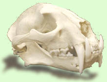 clouded leopard skull model