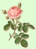 rose card