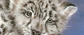 The snow leopard is an endangered species