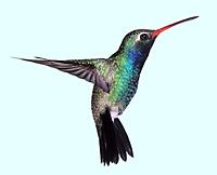 hummingbird