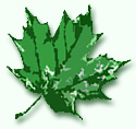 Sugar Maple leaf art