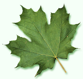 Sugar Maple leaf