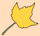 yellow leaf