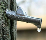 Maple Tree with tap