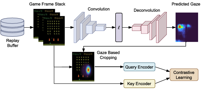 Gaze-guided representation learning architecture
