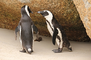 penguins