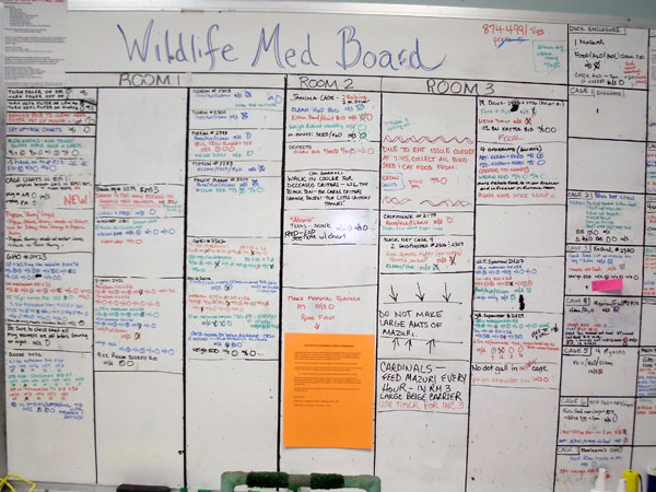 Wildlife Med Board at Erie County's SPCA. Photo by Irus Braverman