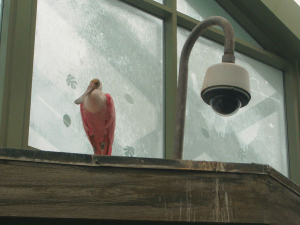 Roseate Spoonbill perched next to camera in Buffalo Zoo's Rainforest Falls Exhibit. Photo by Irus Braverman