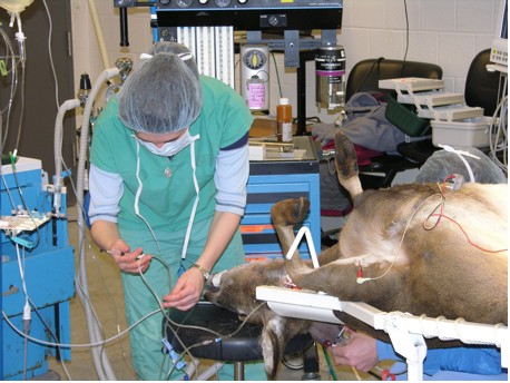 Anasthesiologist prepares deer for sterilization surgery