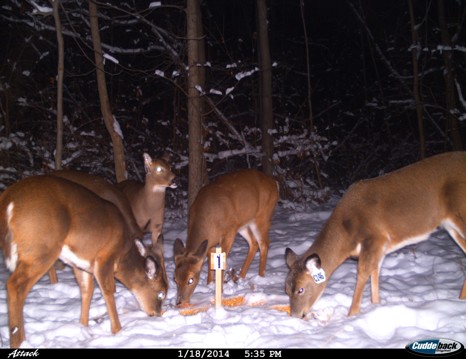 Tagged deer visiting bait site in Village of  Cayuga Heights