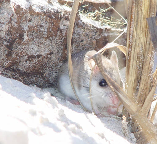 Alabama Beach Mouse (photo from USFWS)