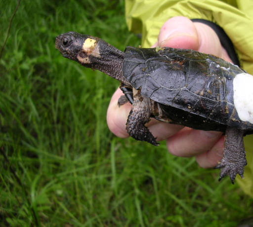 Tagged box turtle (photo from USFWS)