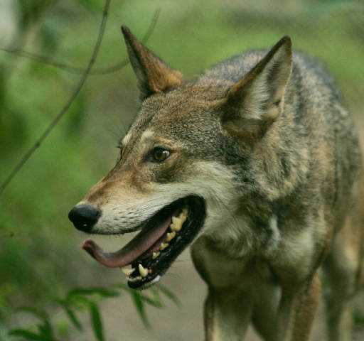 Red wolf (photo from USFWS)