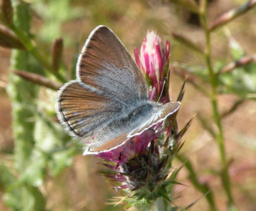 Mission blue butterfly (photo from USFWS)