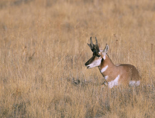 Penisular pronghorn (photo from USFWS)