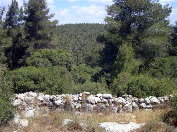 Pine forest in the Jerusalem mountains, planted by the JNF. Photo by Irus Braverman