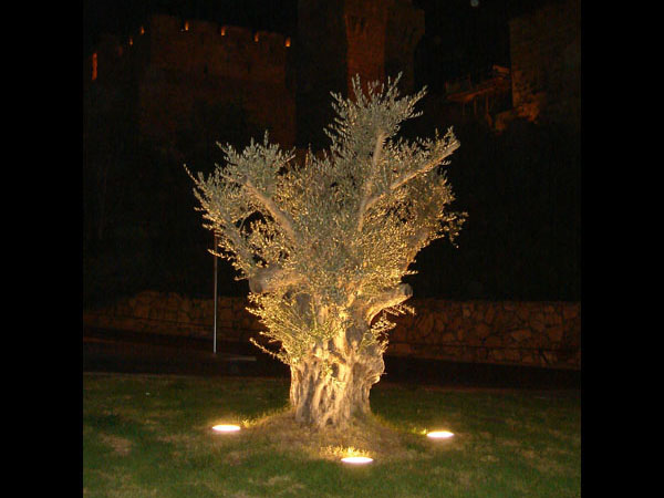 Olive tree near Jerusalem's Old City Walls and the Tower of David. Photo by Irus Braverman