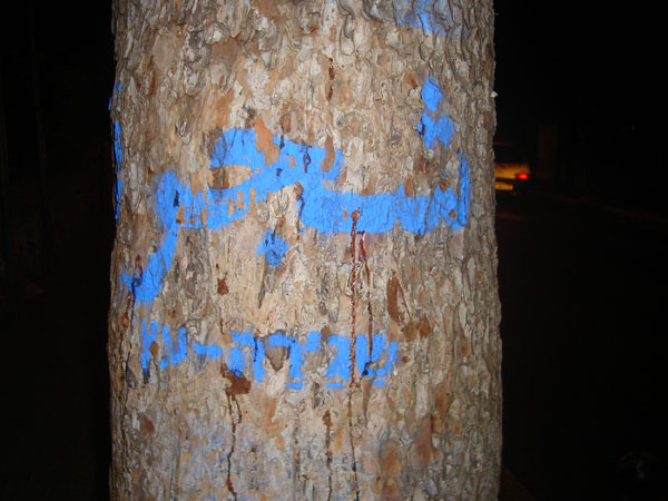 Shajara/Etz ('tree' in Arabic and in Hebrew). Sign on pine tree in a public street, German Colony, Jerusalem, Photo by Irus Braverman