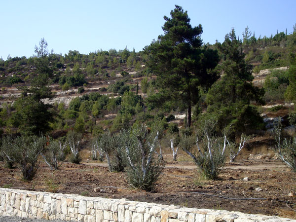 Pine and olive trees on the road leading up to Jerusalem. Photo by Irus Braverman