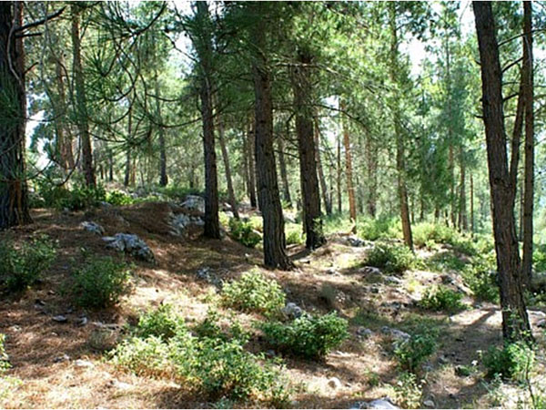 Pines in Jerusalem Forest. Photo by Irus Braverman