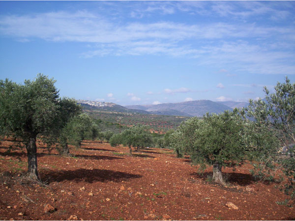 Palestinian olive groves in the Galilee, Israel. Photo by Irus Braverman