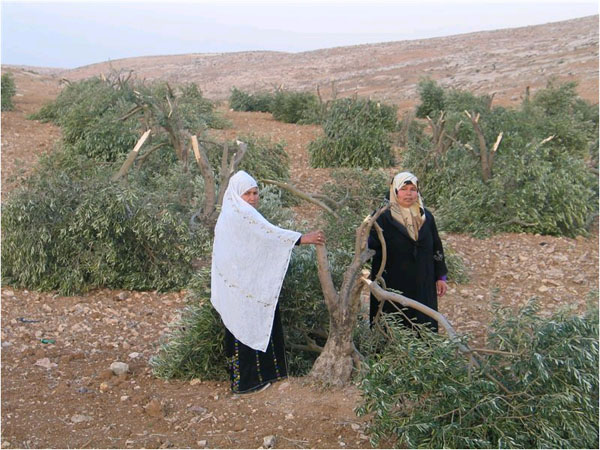 Palestinian women from Tawane village eyeing damages to their olive groves, January 2006. Courtesy of Yesh Din