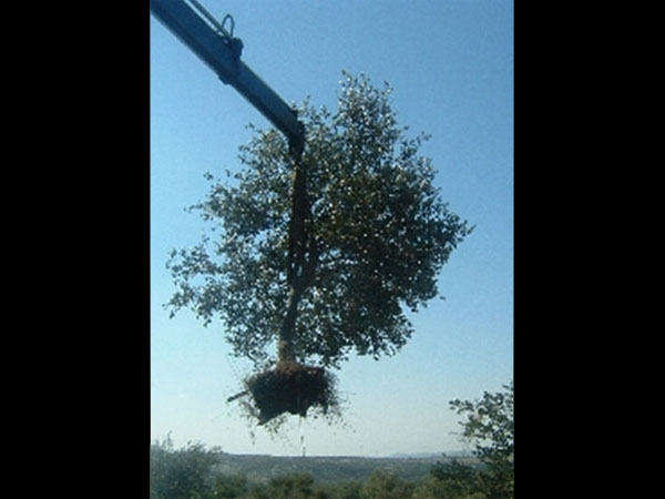 IDF uprooting olives for Separation Barrier. Courtesy of B'Telem