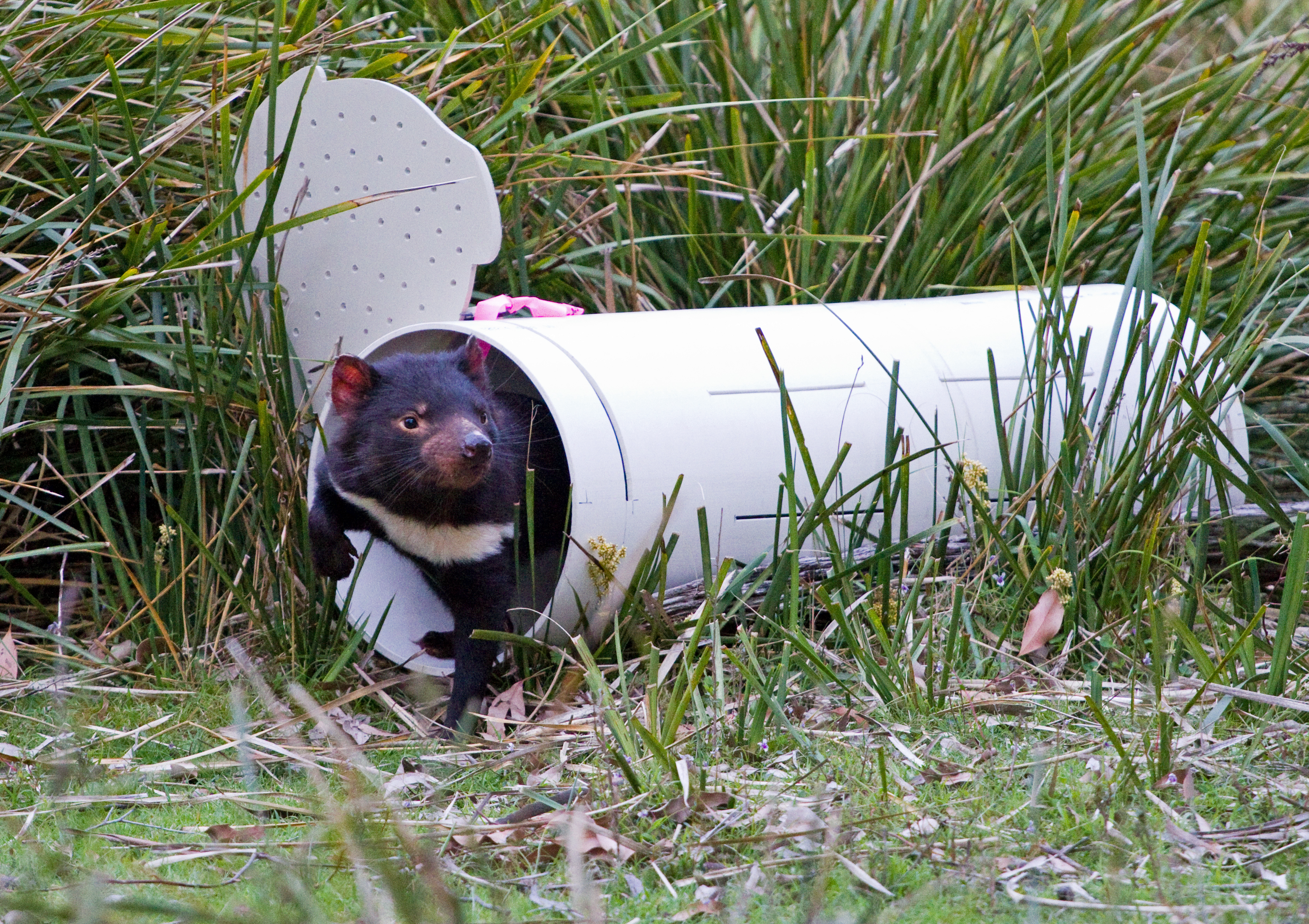 Tasmanian Devil Maria Island