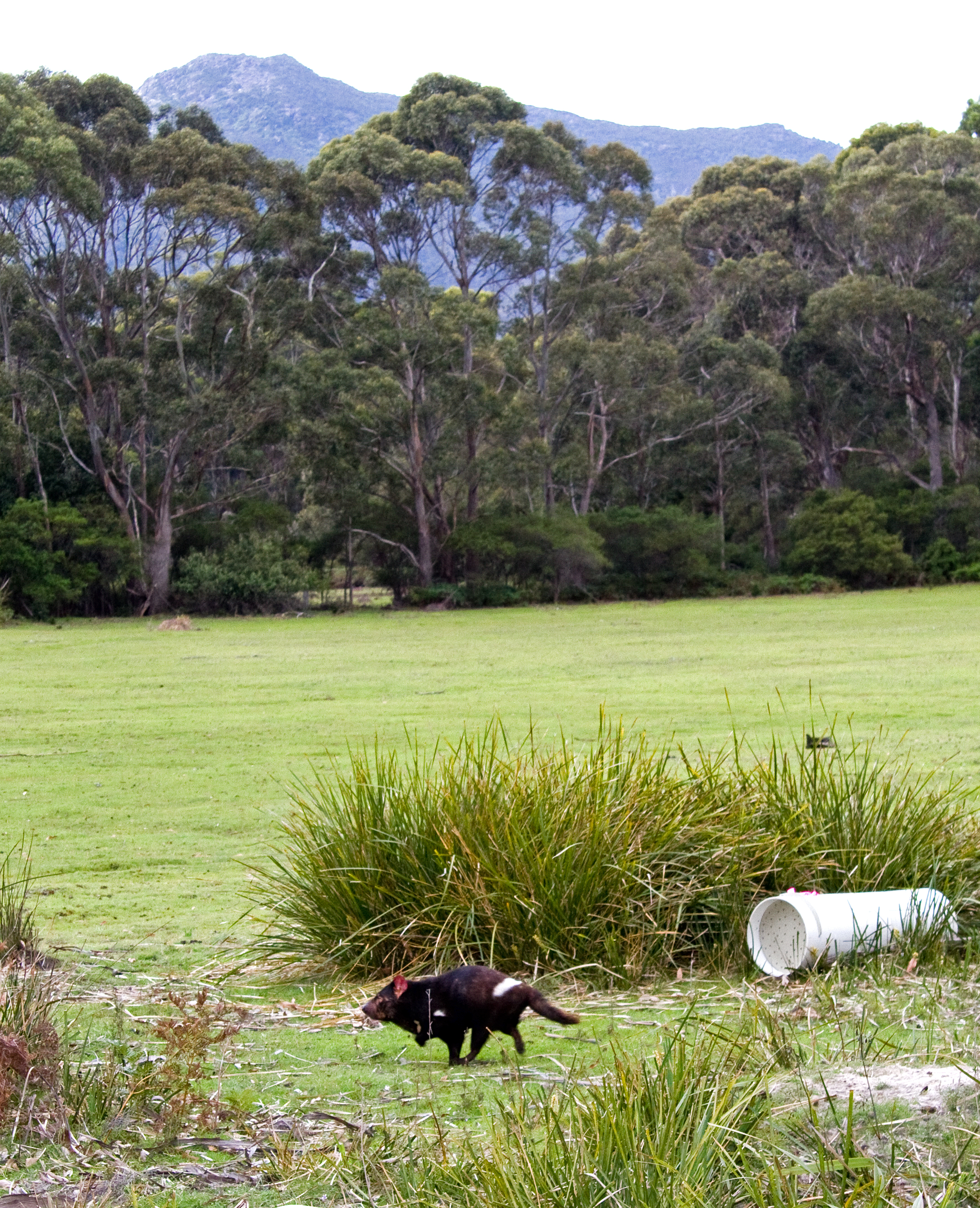 Tasmanian Devil Maria Island