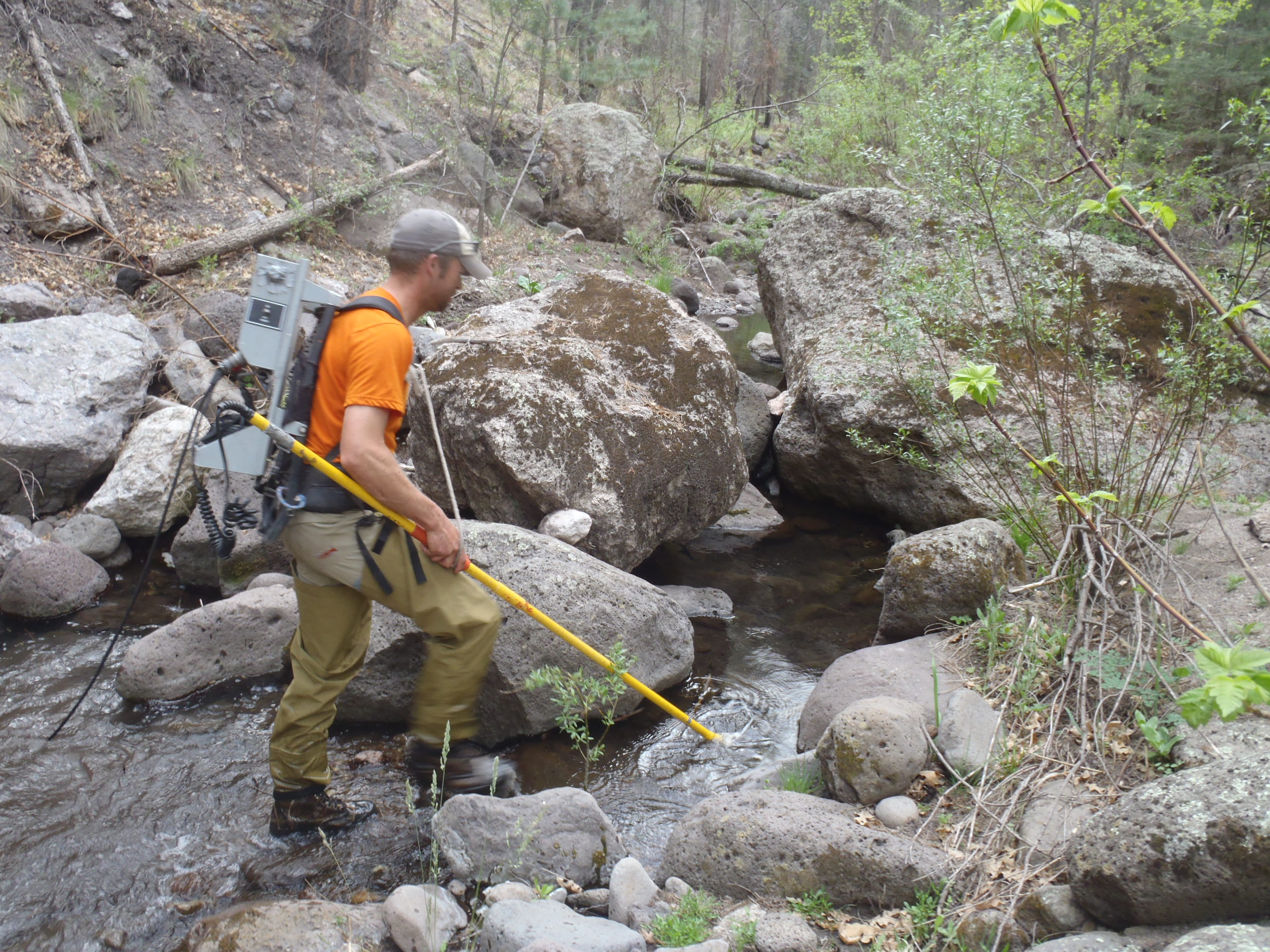 Gila management, Sampling streams with electroshocker