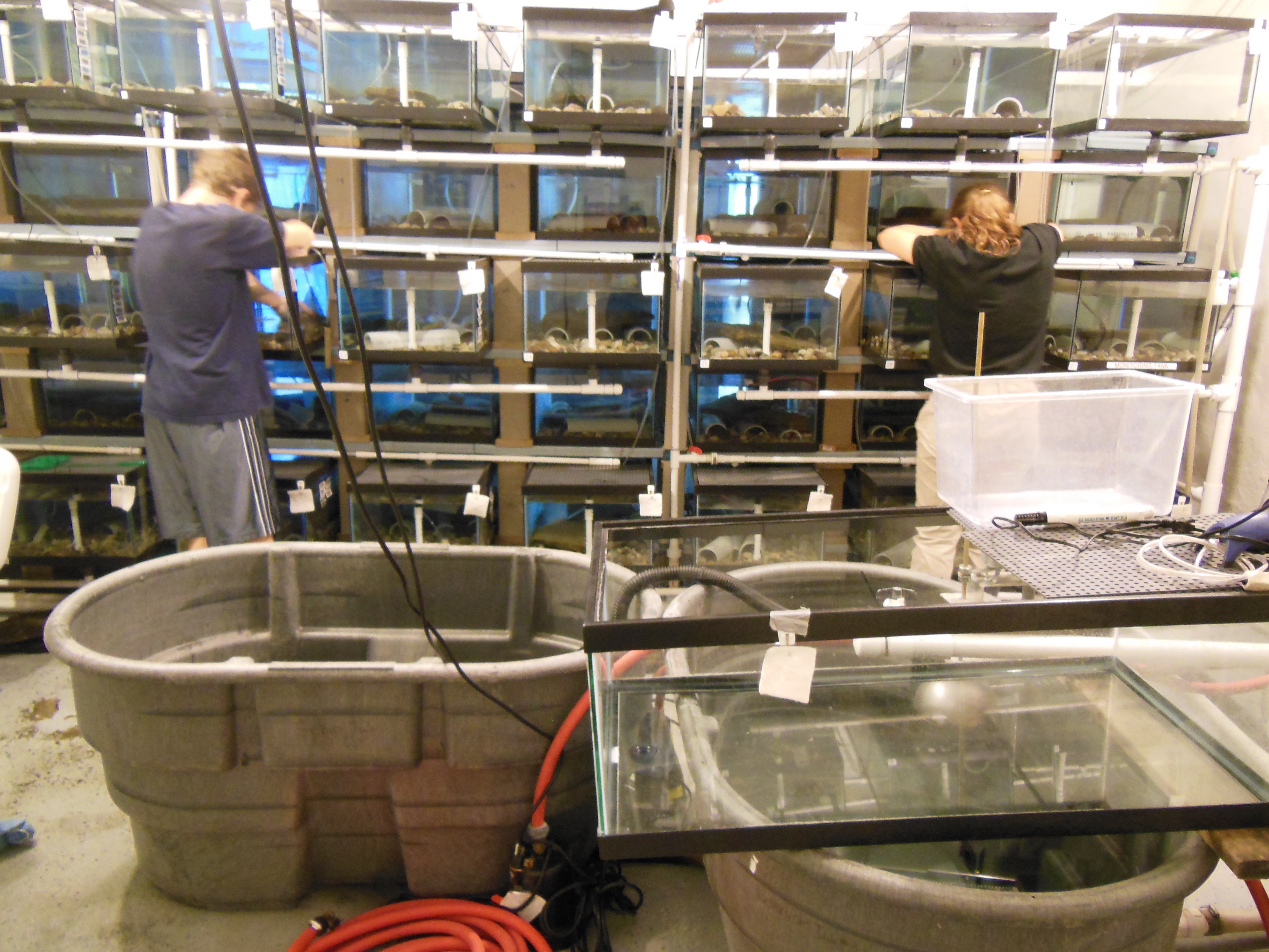 Hellbenders at Buffalo Zoo