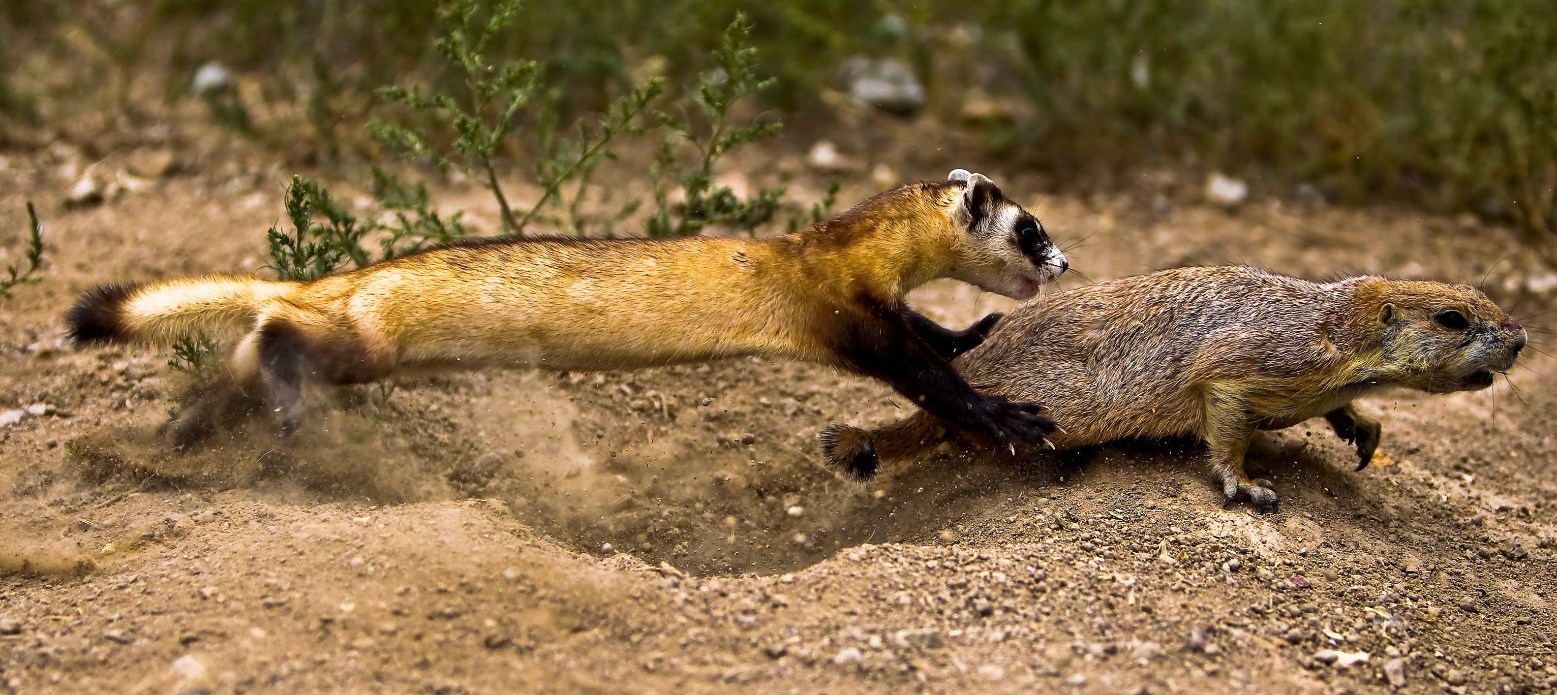 BFF hunting prairie dog