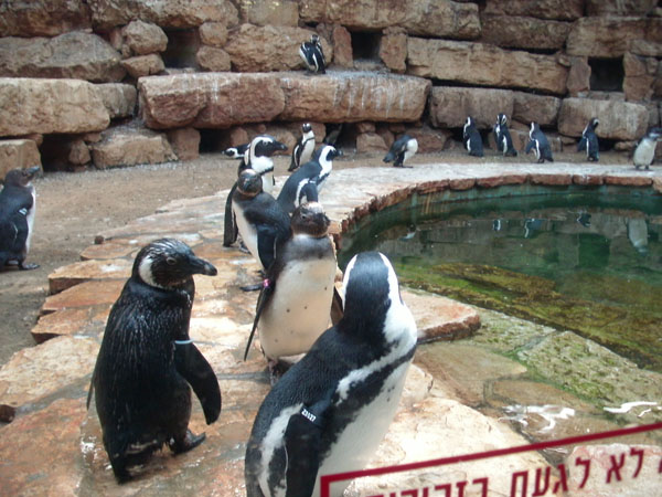 Penguins with flipper bands, behind glass indicating 