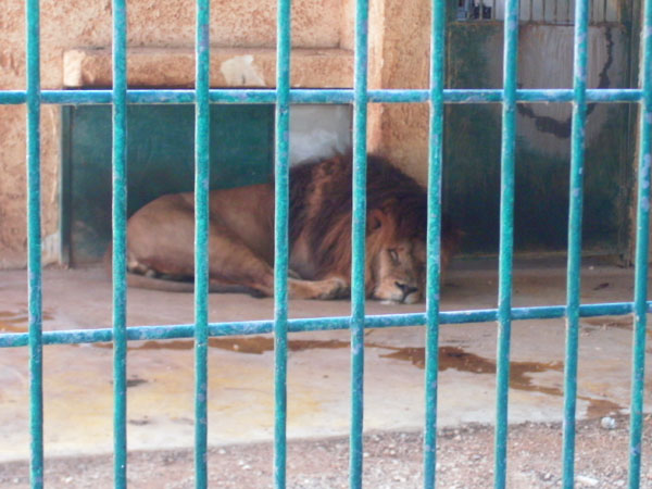 Lion at the Gaza Zoo after the war. Courtesy of Dr. Shawa