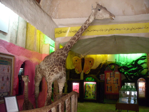 Stuffed giraffes at the Qalqilya Zoo. Photo by Irus Braverman