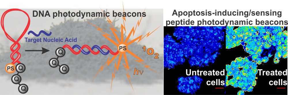 Photodynamic molecular beacons