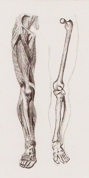 Lower Limb Studies